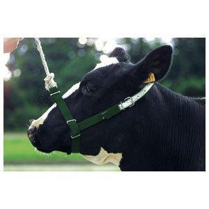 Cow Halter Webbing Leading or Tethering Heavy Duty