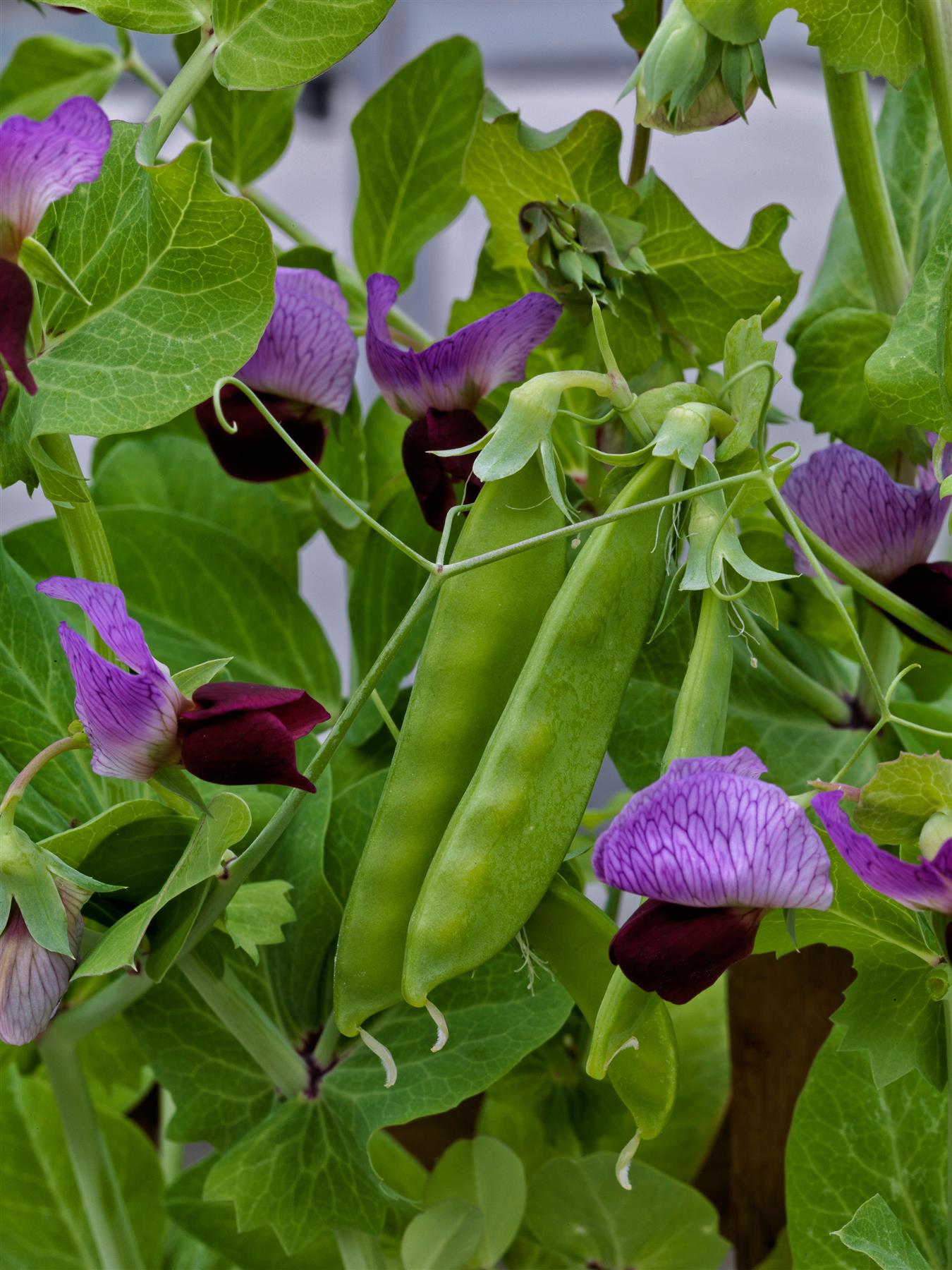 Pea Snowpea Purple Flowered