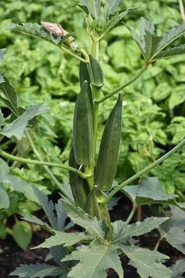 Okra Clemson Spineless