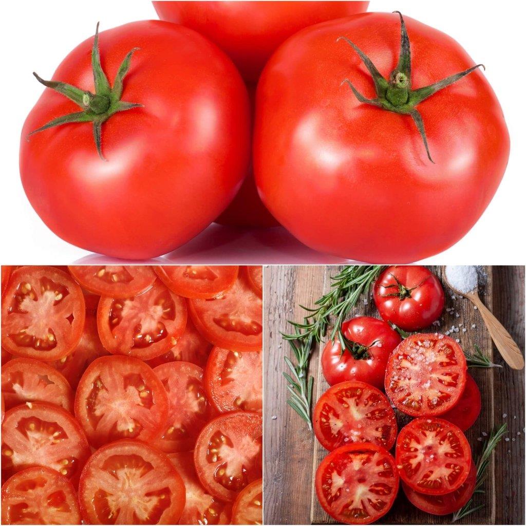 Tomato Grosse Lisse
