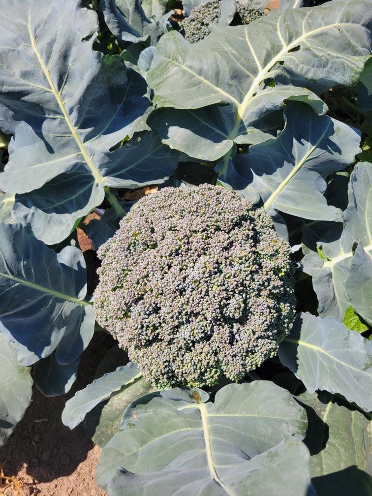 Broccoli Umpqua