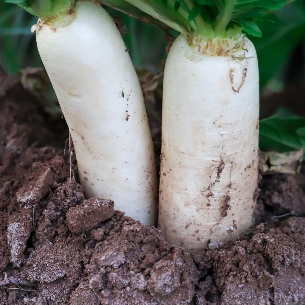 Radish Tillage