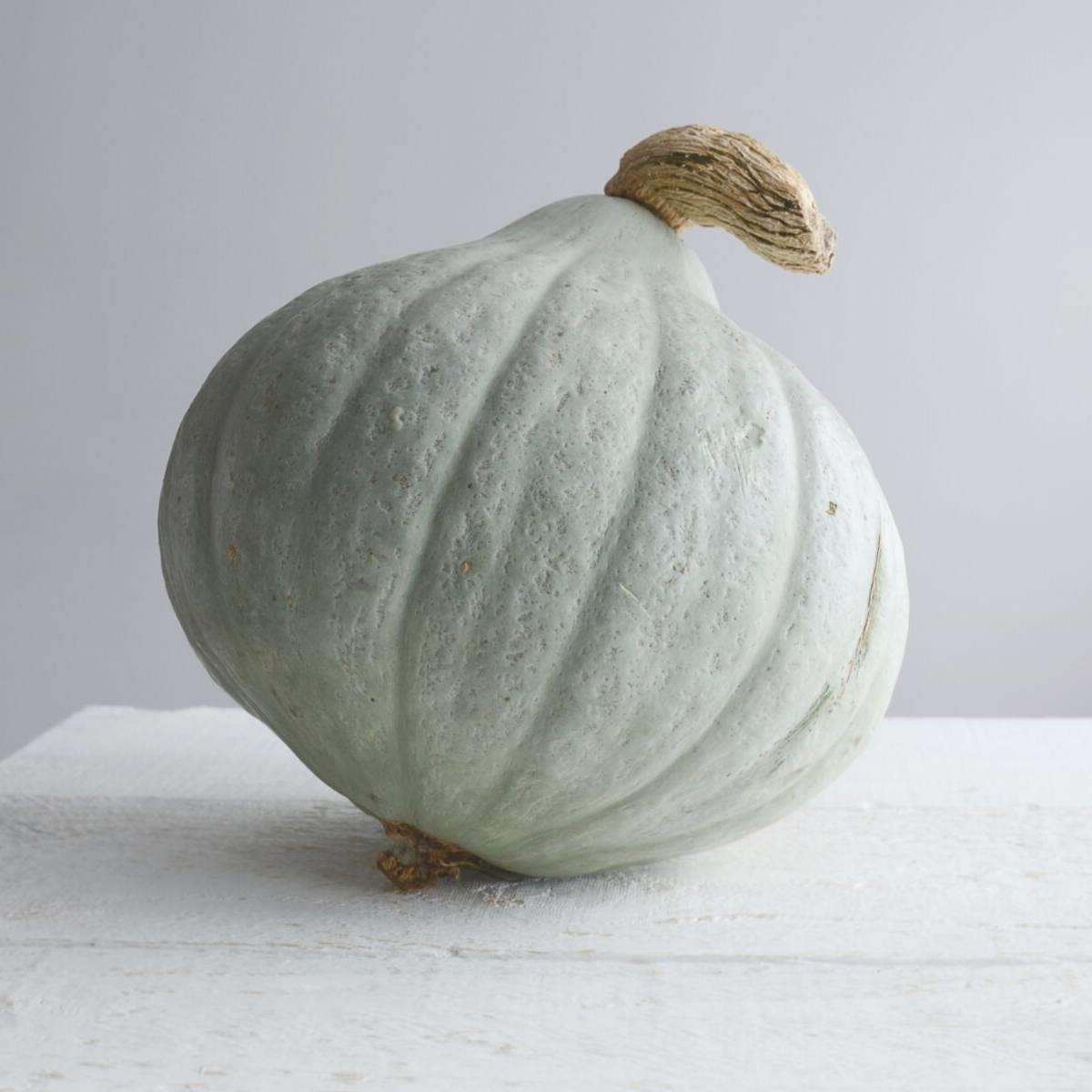 Pumpkin Baby Blue