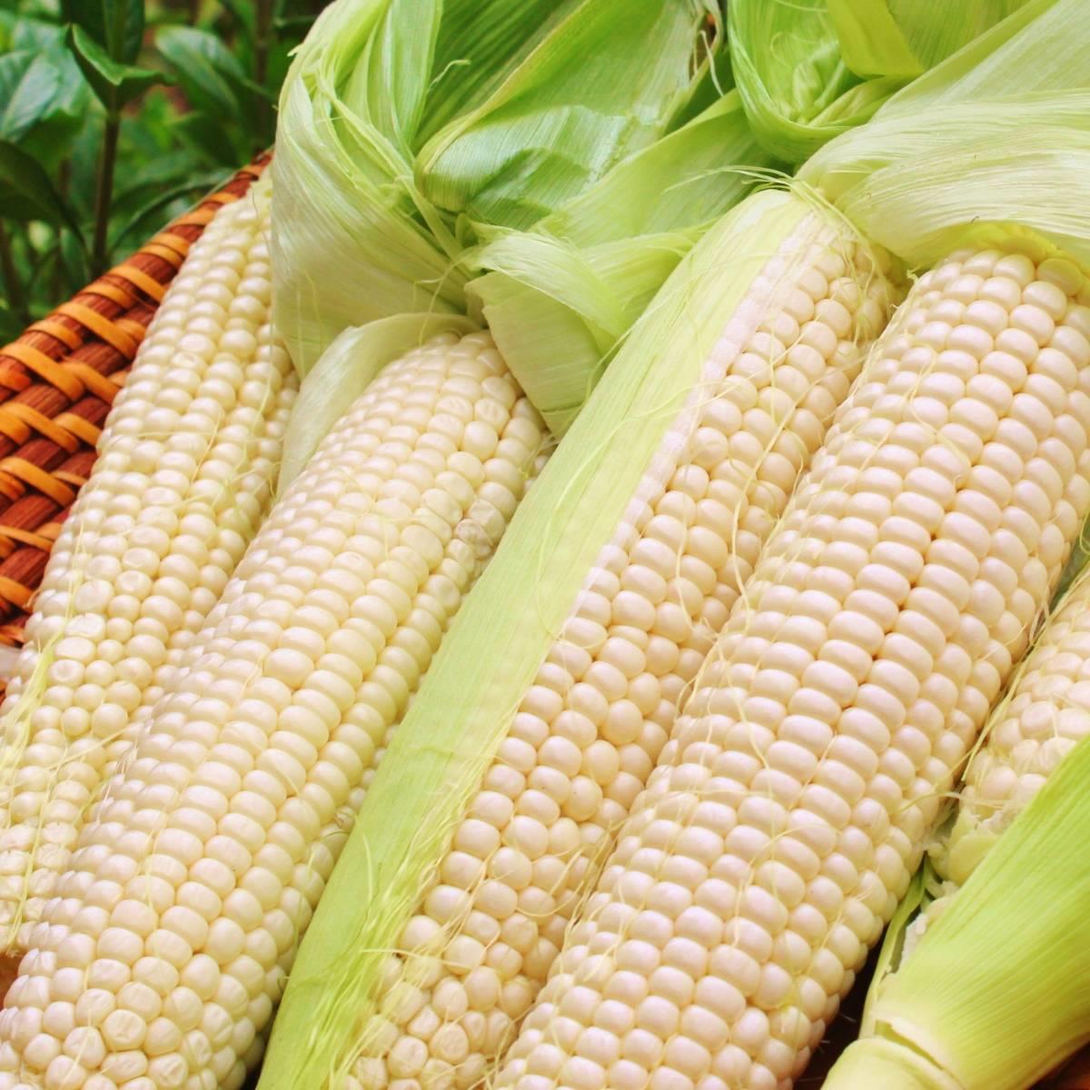 Corn Maize Manning White