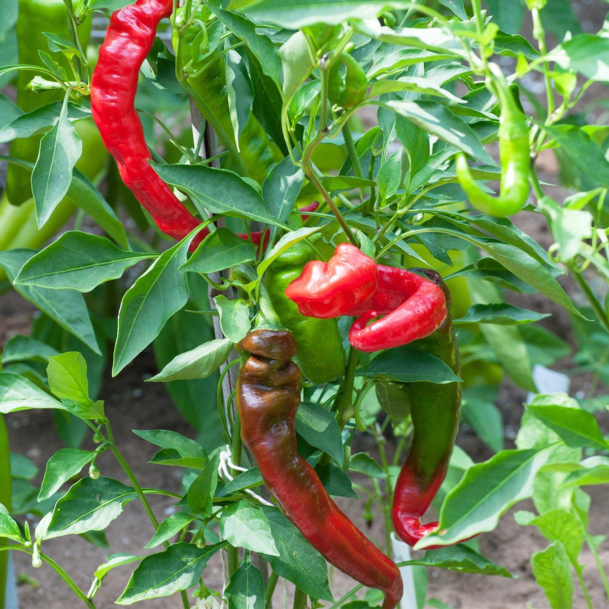 Capsicum Jimmy Nardello