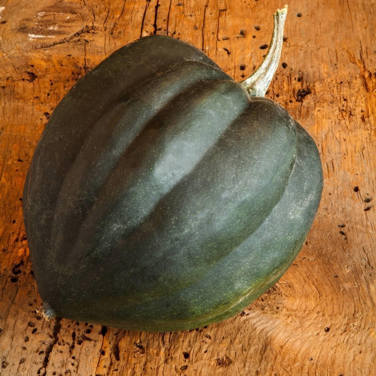 Squash Table Gem Bush