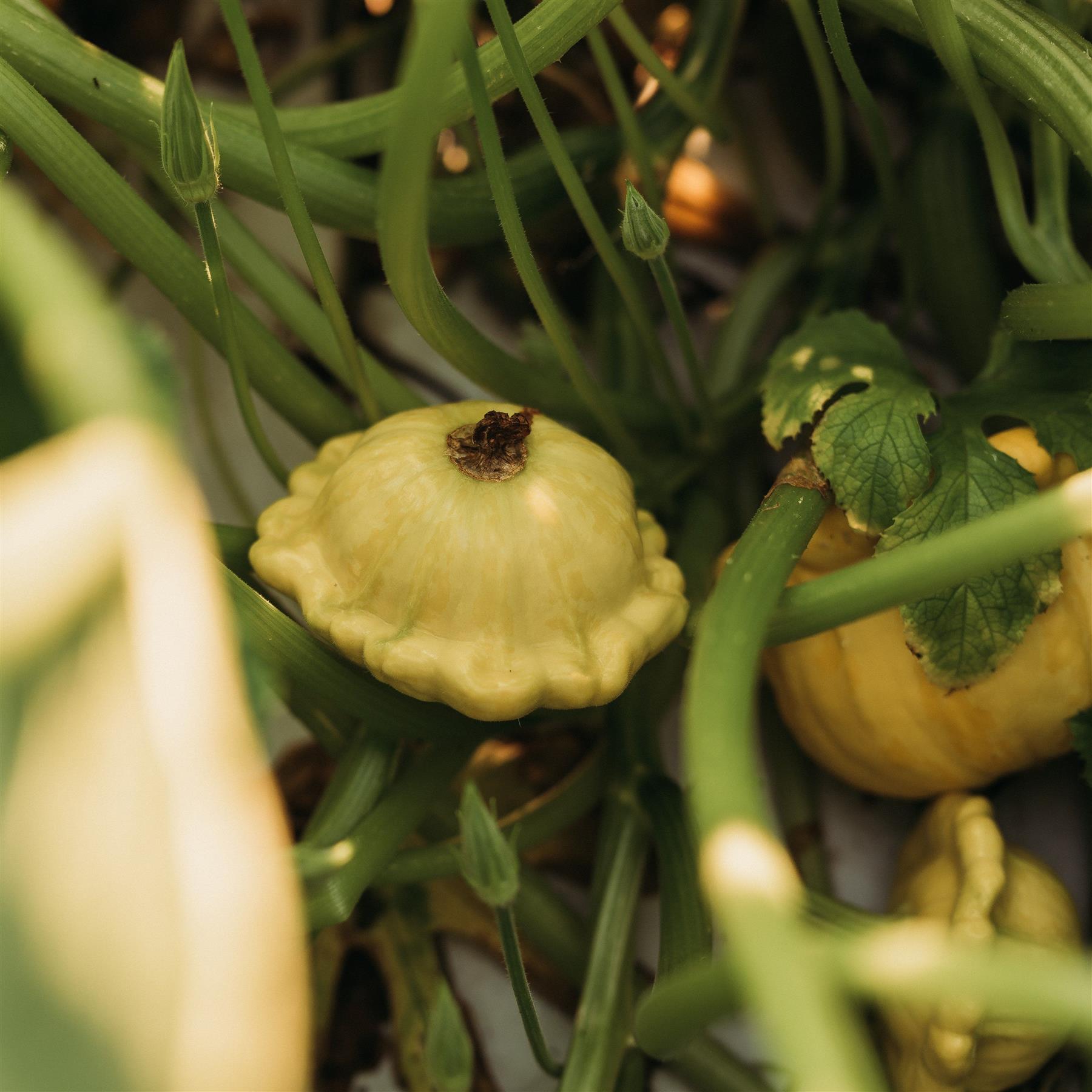 Squash Golden Custard