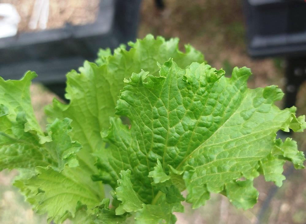 Wasabi Lettuce