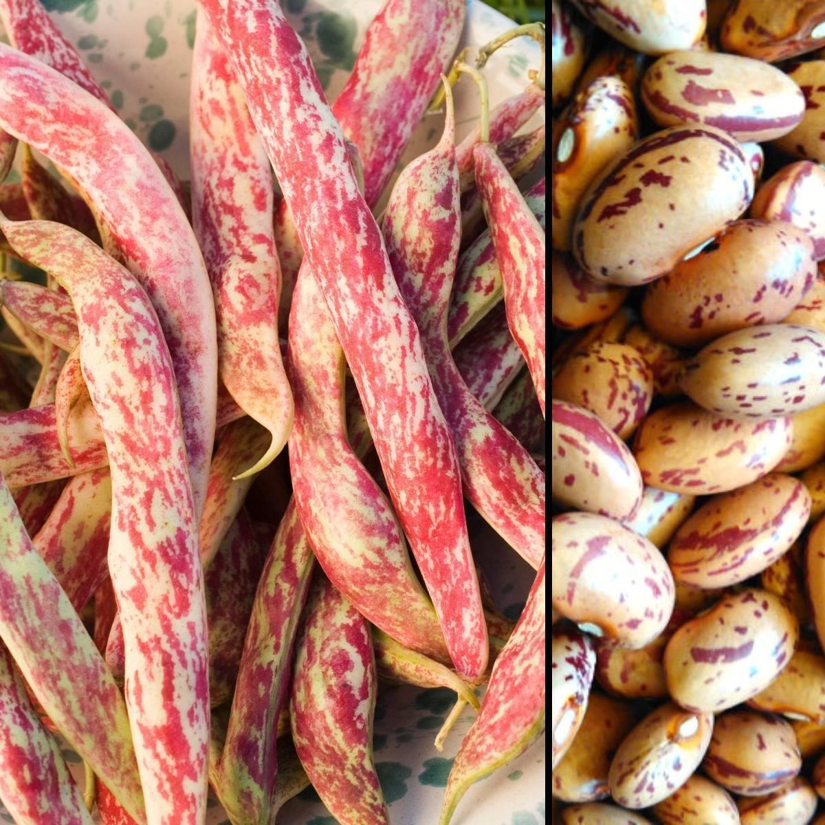 Bean Bush Borlotti Red Rooster