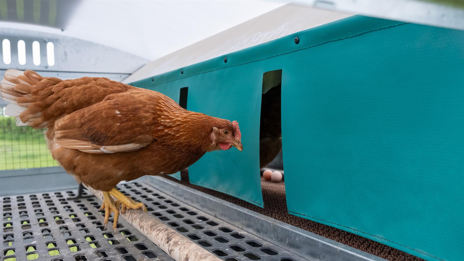 ROVA|BARN Micro – Solar-Powered, Self-Moving Smart Coop for Up to 12 Hens