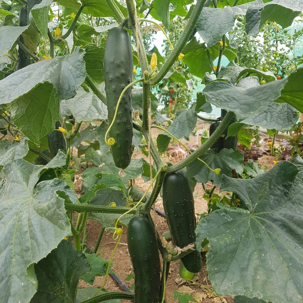 Cucumber Marketmore