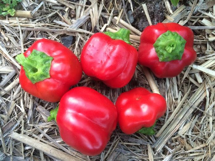 Capsicum Bogyiszlo