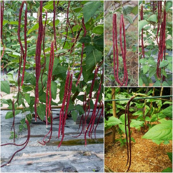 Bean Climbing Snake Red