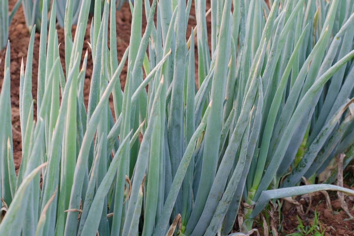 Shallots Evergreen Bunching