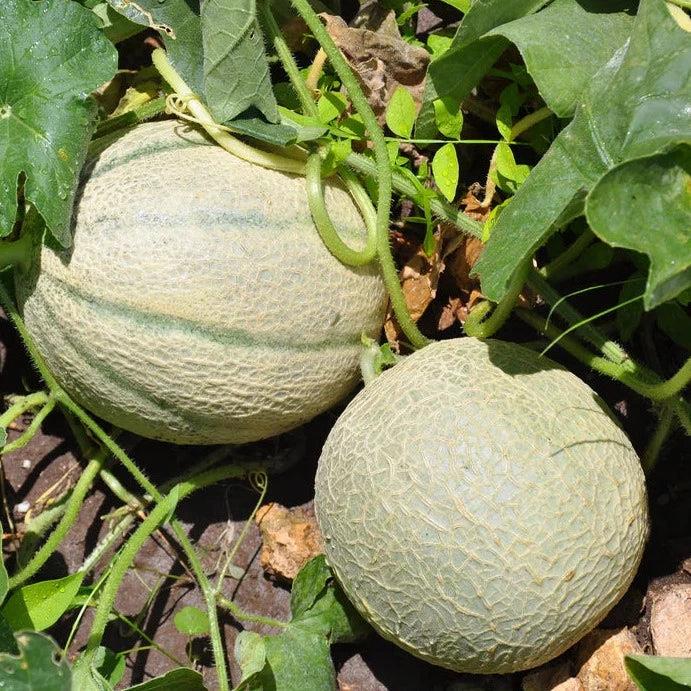 Rockmelon Hales Best
