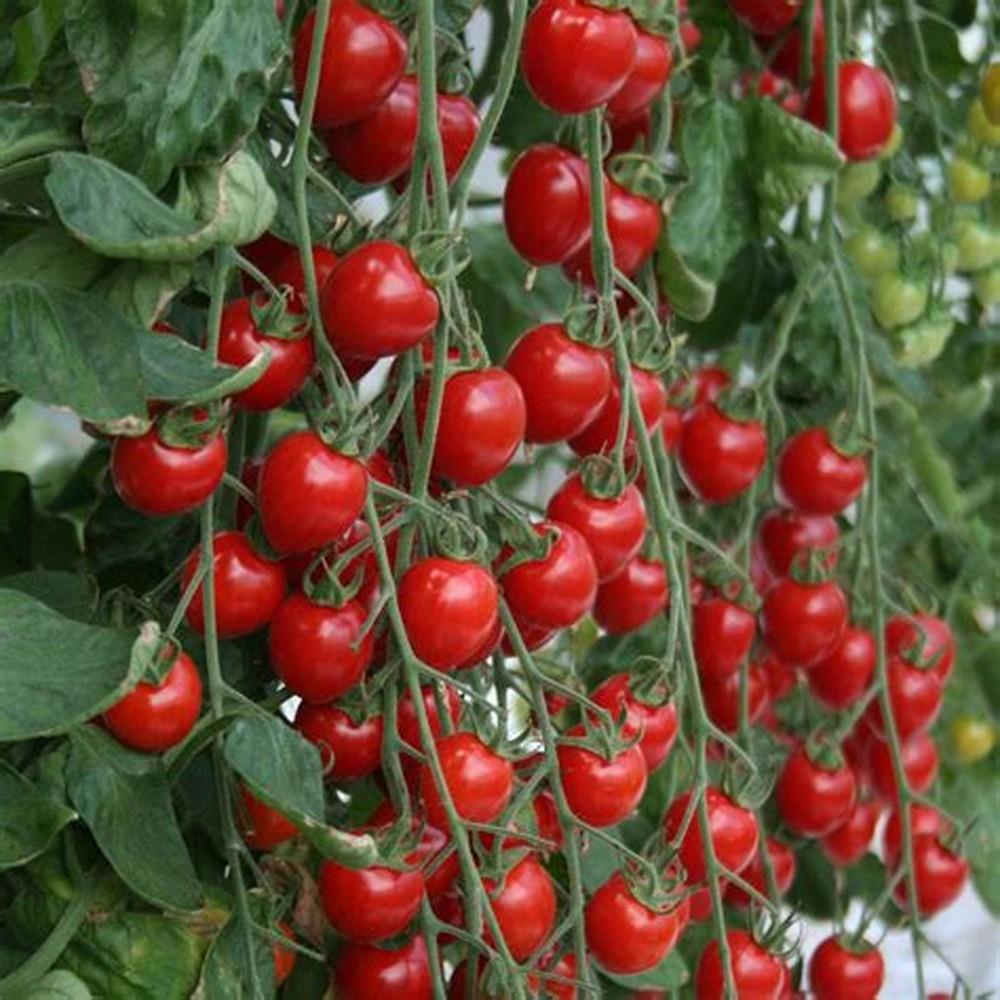 Tomato Red Cherry Cocktail