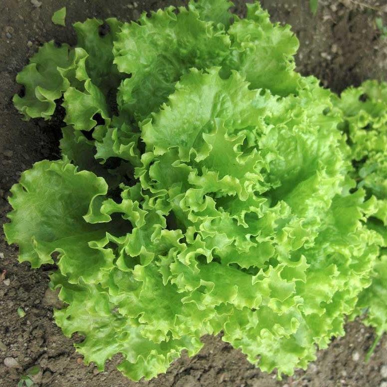 Lettuce Green Salad Bowl