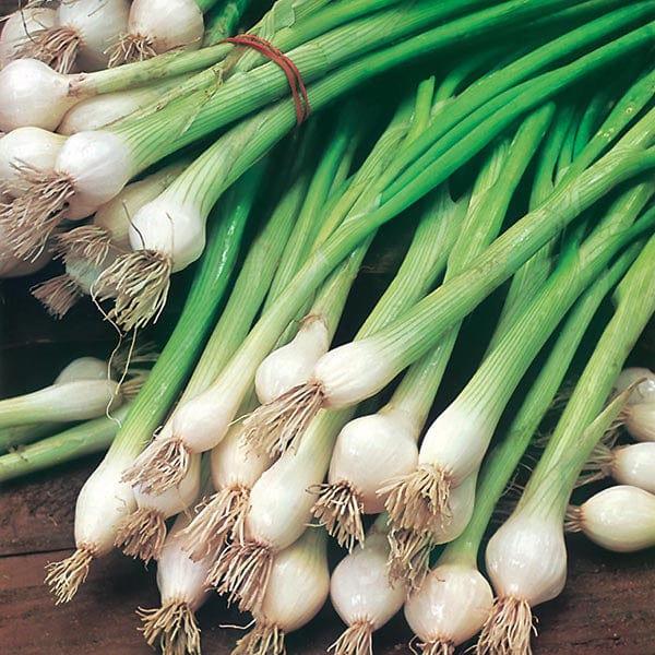 Spring Onion White Lisbon