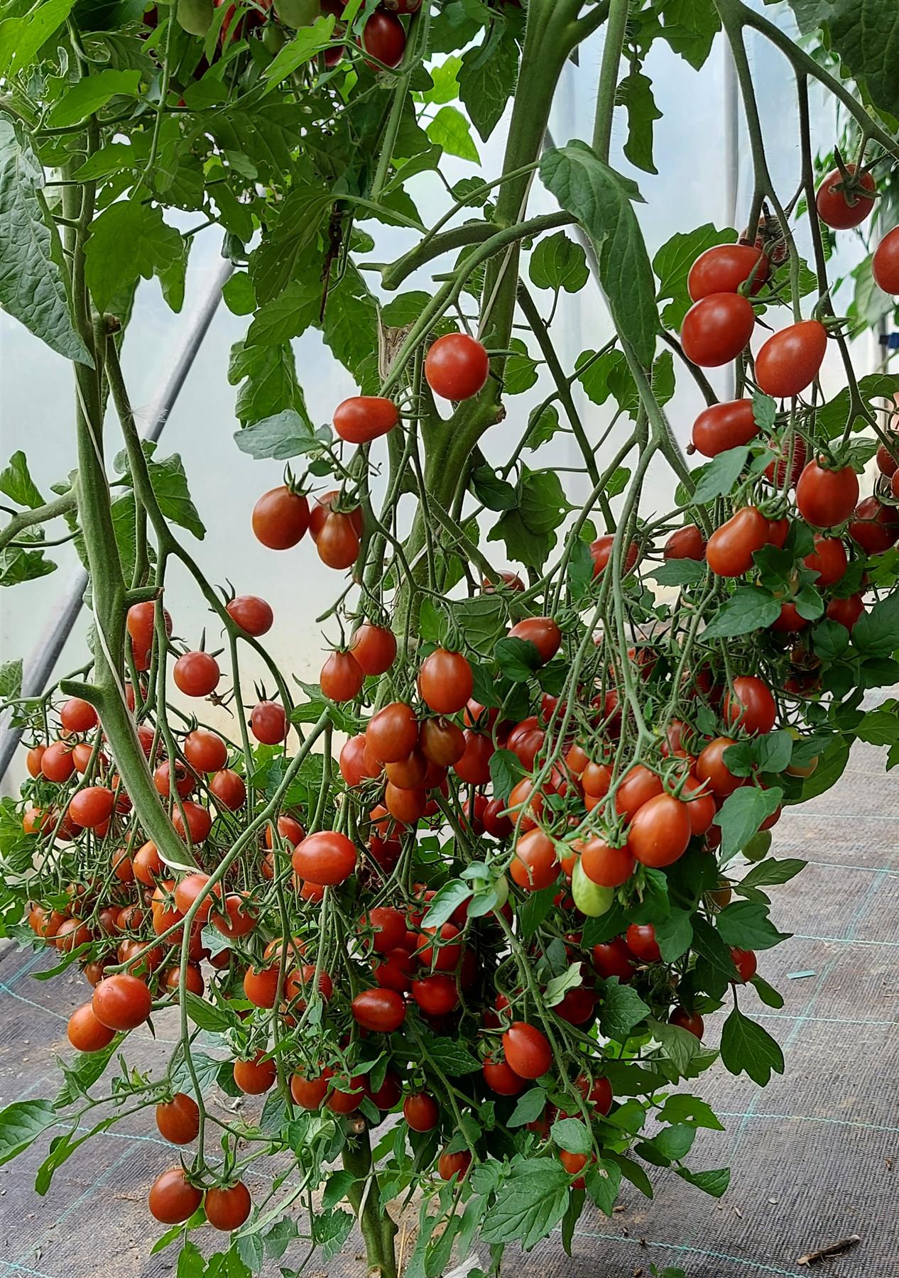 Tomato Normans Special