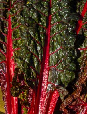 Silverbeet Ruby Red Chard