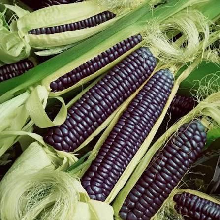 Corn Maize Blue Hopi