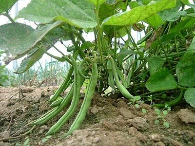 Bean Bush Provider