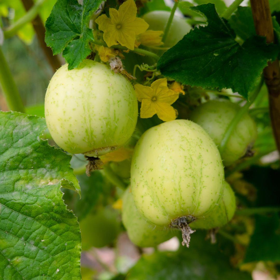 Cucumber Crystal Apple Lemon