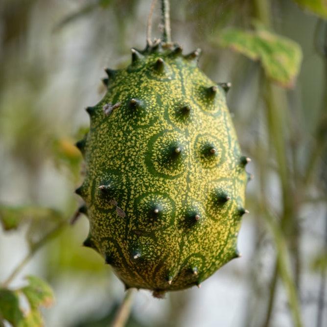 Cucumber African Horned