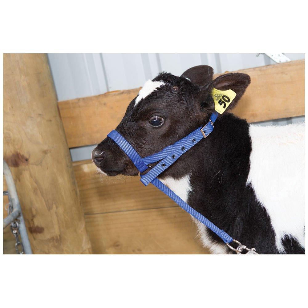 Leading Halter Nylon Calf 