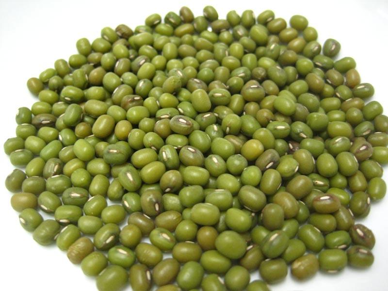 Mung Bean / Bean Sprout Seed Sprouting Bulk Quantities Organically Certified