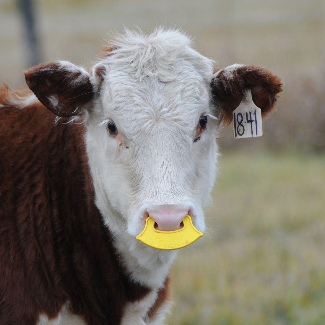 Quiet Wean Low Stress Calf Weaner Each - OzFarmer