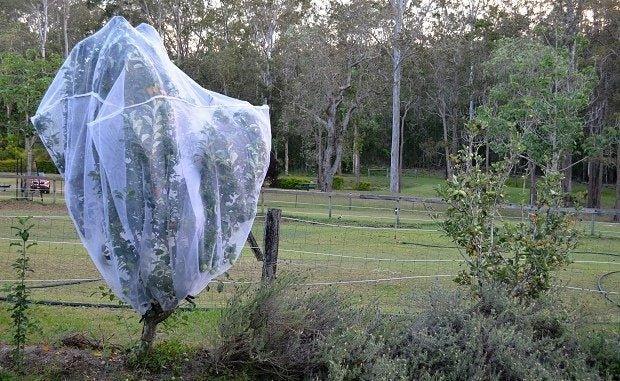 Standard Fruit Saver Garden Net for Fruit Trees and Vegetables